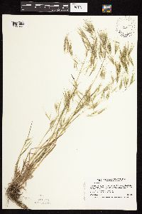 Bromus tectorum image