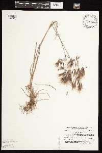 Bromus tectorum image