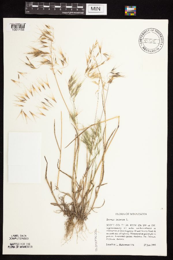 Bromus tectorum image