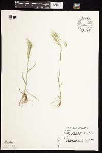 Bromus tectorum image
