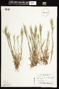 Bromus tectorum image