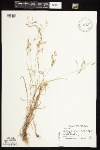 Bromus tectorum image