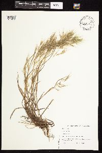 Bromus tectorum image