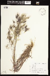 Bromus tectorum image