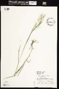 Bromus tectorum image