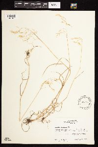 Bromus tectorum image