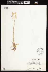 Bromus tectorum image