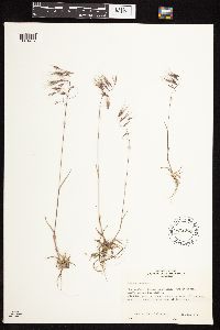 Bromus tectorum image
