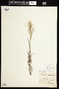 Bromus tectorum image