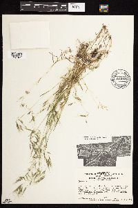 Bromus tectorum image
