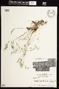 Bromus tectorum image