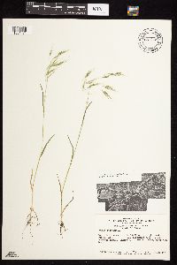 Bromus tectorum image