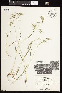 Bromus tectorum image