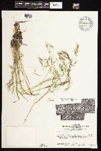 Bromus tectorum image