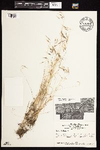 Bromus tectorum image