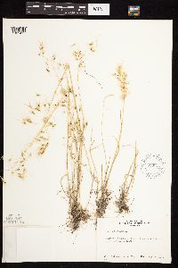 Bromus tectorum image