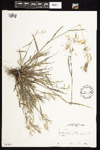 Bromus tectorum image