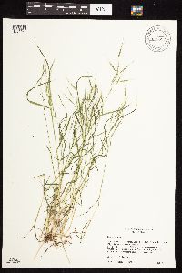 Bromus tectorum image