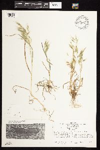 Bromus tectorum image