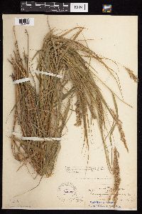 Calamagrostis canadensis image
