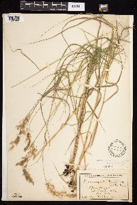 Calamagrostis canadensis var. canadensis image