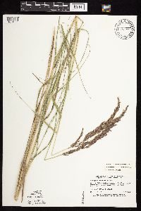 Calamagrostis canadensis var. canadensis image