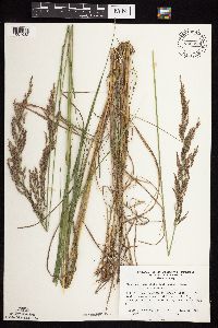 Calamagrostis canadensis var. canadensis image