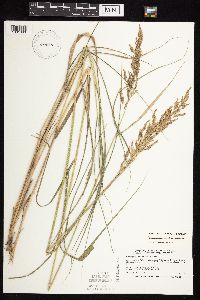 Calamagrostis canadensis var. canadensis image