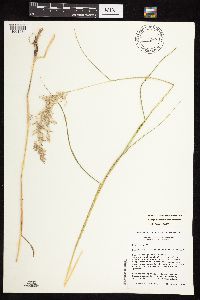Calamagrostis canadensis var. canadensis image