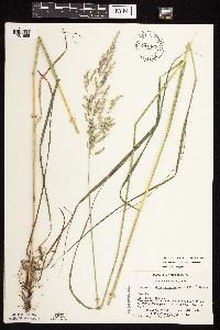 Calamagrostis canadensis var. canadensis image