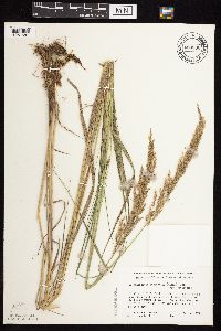 Calamagrostis canadensis var. canadensis image