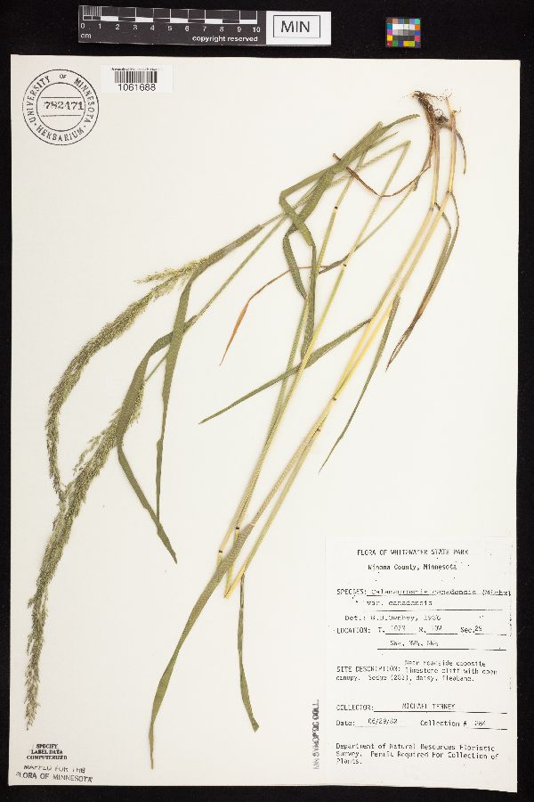 Calamagrostis canadensis var. canadensis image