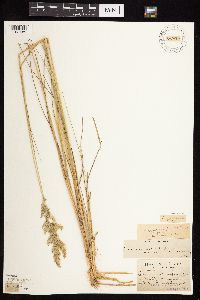 Calamagrostis canadensis var. canadensis image