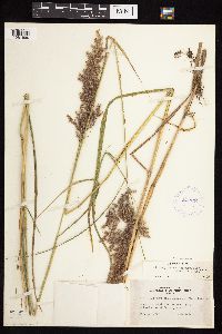 Calamagrostis canadensis var. canadensis image
