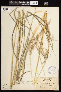 Calamagrostis canadensis var. canadensis image