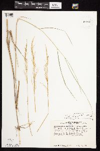 Calamagrostis canadensis var. canadensis image