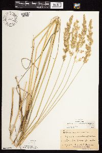 Calamagrostis canadensis var. canadensis image