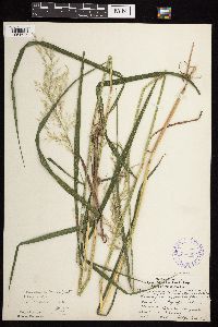 Calamagrostis canadensis var. canadensis image