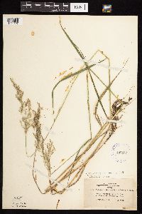 Calamagrostis canadensis var. canadensis image