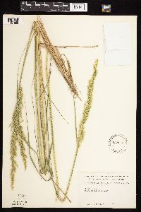 Calamagrostis canadensis var. canadensis image