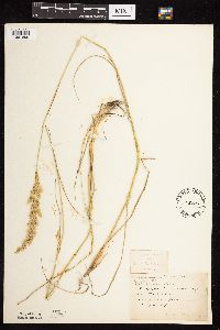 Calamagrostis canadensis var. canadensis image