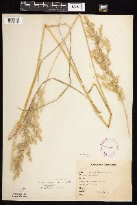 Calamagrostis canadensis var. canadensis image