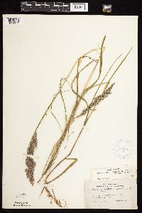 Calamagrostis canadensis var. canadensis image