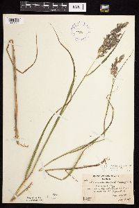 Calamagrostis canadensis var. canadensis image