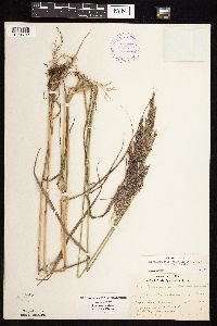 Calamagrostis canadensis var. canadensis image