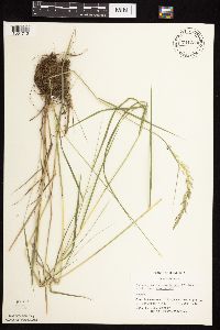 Calamagrostis canadensis var. canadensis image