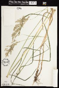 Calamagrostis canadensis var. canadensis image