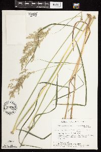 Calamagrostis canadensis var. canadensis image