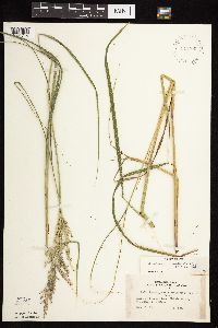 Calamagrostis canadensis var. canadensis image