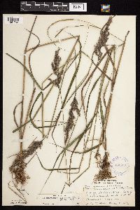 Calamagrostis canadensis var. canadensis image